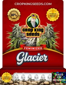 Glacier Indica Strain