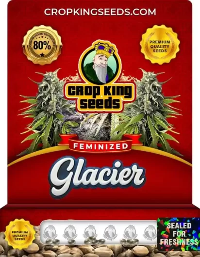 Glacier Indica Strain