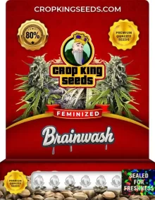 Brainwash Hybrid Strain