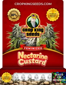 Nectarine Custard Strain