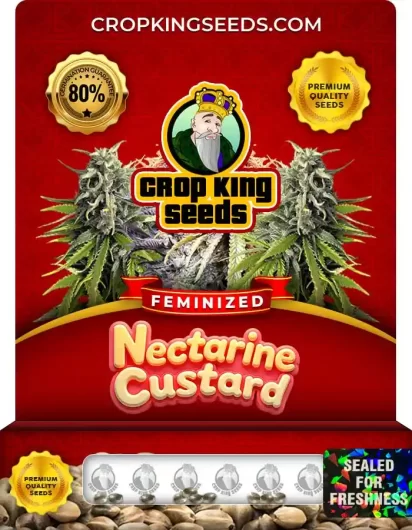 Nectarine Custard Strain