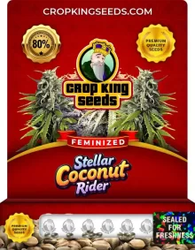 Stellar Coconut Rider Strain