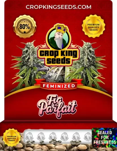 Fig Parfait Strain
