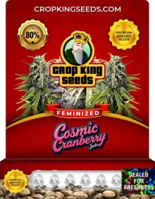 Cosmic Cranberry Jack Strain