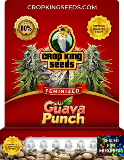 Solar Guava Punch Strain