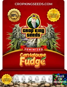 Cantaloupe Fudge Strain