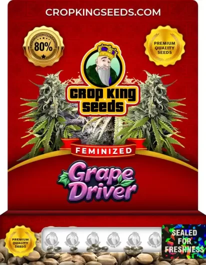 Grape Driver Strain