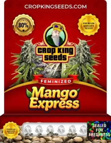Mango Express Strain
