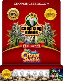 Cosmic Citrus Slushie Strain