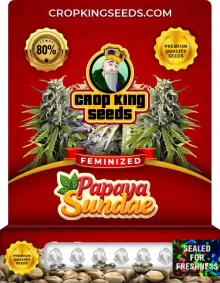 Papaya Sundae Strain Feminized Seeds