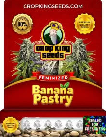 Banana Pastry Strain