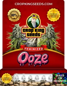Ooze Strain