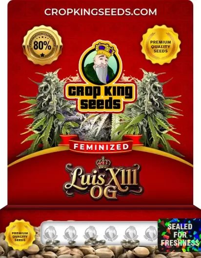 Luis XIII OG Strain