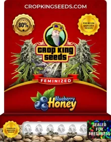 Blueberry Honey Strain