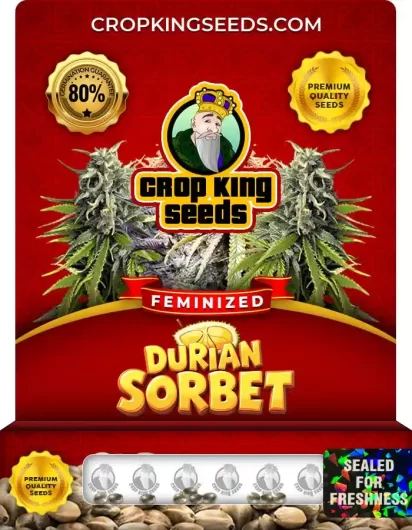 Durian Sorbet Strain