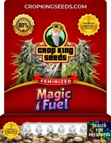 Magic Fuel Strain