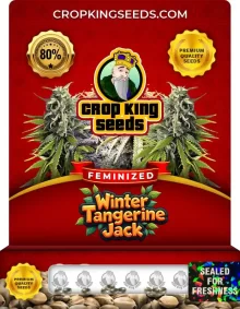 Winter Tangerine Jack Strain
