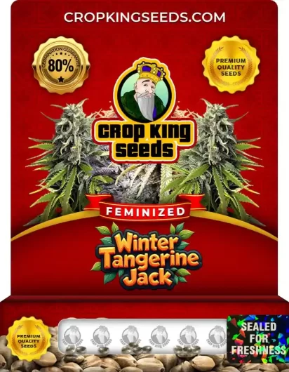 Winter Tangerine Jack Strain