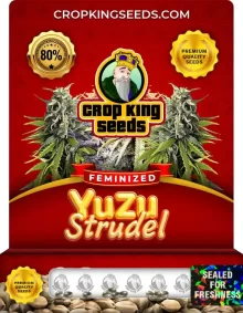 Yuzu Strudel Strain