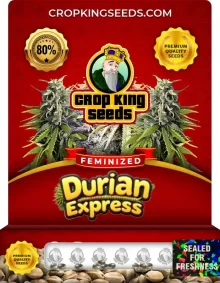 Durian Express Strain