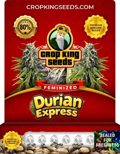 Durian Express Strain