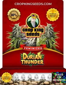 Durian Thunder Strain