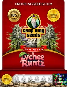 Lychee Runtz Strain