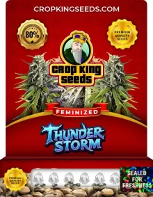 Thunder Storm Strain