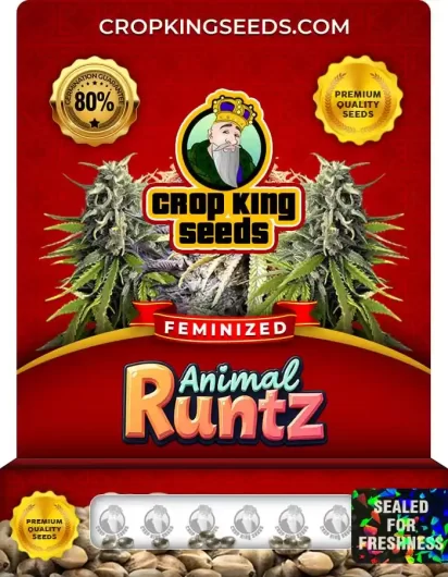 Animal Runtz Strain