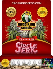 Circle Jerk Strain