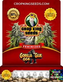 Gorilla Glue GG4 Strain