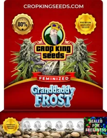 Granddaddy Frost Strain