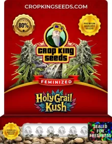 Holy Grail Kush Strain