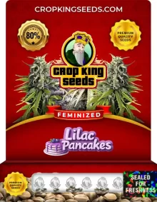 Lilac Pancakes Strain