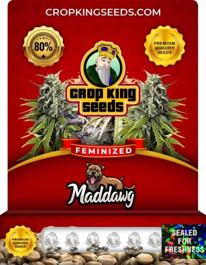 Maddawg Strain