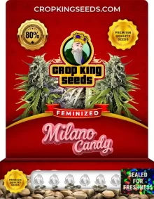 Milano Candy Strain