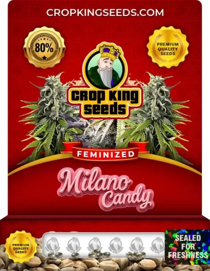 Milano Candy Strain