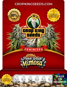 Punch Breath Mimosa Strain