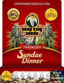 Sundae Dinner Strain