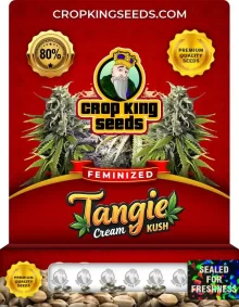 Tangie Cream Kush Strain