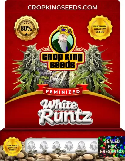 White Runtz Strain