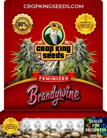 Brandywine Strain