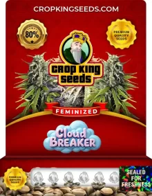 Cloud Breaker Strain