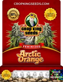 Arctic Orange Strain