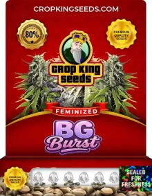 Bg Burst Strain