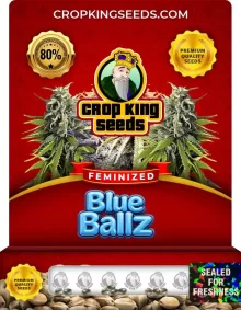 Blue Ballz Strain