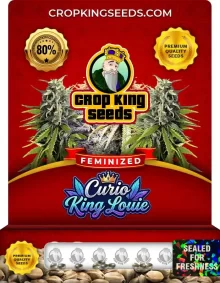 Curio King Louie Strain