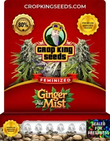 Ginger Ale Mist Strain