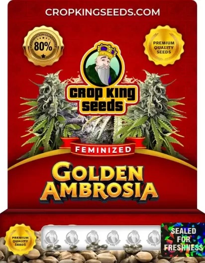 Golden Ambrosia Strain