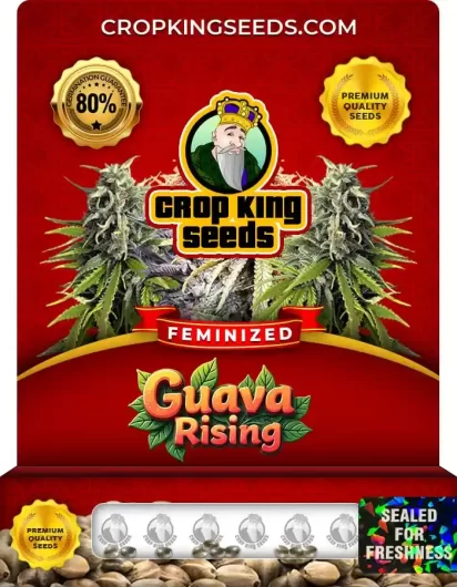 Guava Rising Strain